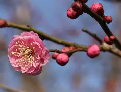 梅斯大胜克雷泰，士气高涨信心膨胀