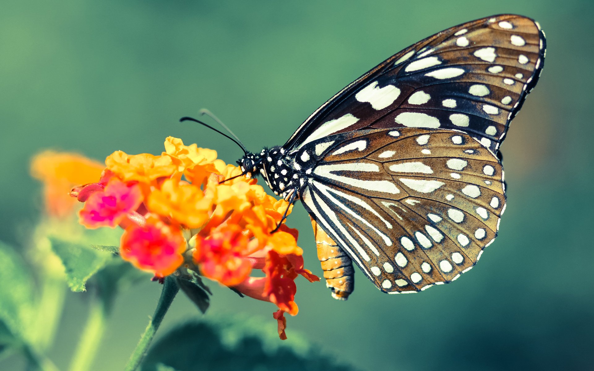 欧冠决赛之夜，霍勒迪全程高能输出